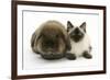 Ragdoll Kitten, 12 Weeks, with Lionhead Rabbit-Mark Taylor-Framed Photographic Print