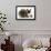 Ragdoll Kitten, 12 Weeks, with Lionhead Rabbit-Mark Taylor-Framed Photographic Print displayed on a wall