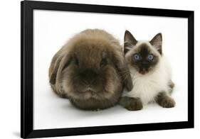 Ragdoll Kitten, 12 Weeks, with Lionhead Rabbit-Mark Taylor-Framed Photographic Print