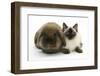 Ragdoll Kitten, 12 Weeks, with Lionhead Rabbit-Mark Taylor-Framed Photographic Print