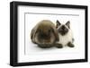 Ragdoll Kitten, 12 Weeks, with Lionhead Rabbit-Mark Taylor-Framed Photographic Print