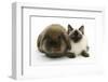 Ragdoll Kitten, 12 Weeks, with Lionhead Rabbit-Mark Taylor-Framed Photographic Print