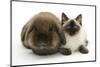 Ragdoll Kitten, 12 Weeks, with Lionhead Rabbit-Mark Taylor-Mounted Photographic Print