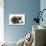 Ragdoll Kitten, 12 Weeks, with Lionhead Rabbit-Mark Taylor-Photographic Print displayed on a wall