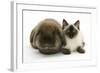 Ragdoll Kitten, 12 Weeks, with Lionhead Rabbit-Mark Taylor-Framed Photographic Print