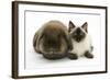 Ragdoll Kitten, 12 Weeks, with Lionhead Rabbit-Mark Taylor-Framed Photographic Print