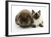 Ragdoll Kitten, 12 Weeks, with Lionhead Rabbit-Mark Taylor-Framed Photographic Print