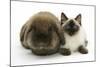 Ragdoll Kitten, 12 Weeks, with Lionhead Rabbit-Mark Taylor-Mounted Photographic Print