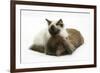 Ragdoll Kitten, 12 Weeks, with Lionhead Rabbit-Mark Taylor-Framed Photographic Print