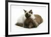 Ragdoll Kitten, 12 Weeks, with Lionhead Rabbit-Mark Taylor-Framed Photographic Print