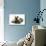 Ragdoll Kitten, 12 Weeks, with Lionhead Rabbit-Mark Taylor-Photographic Print displayed on a wall