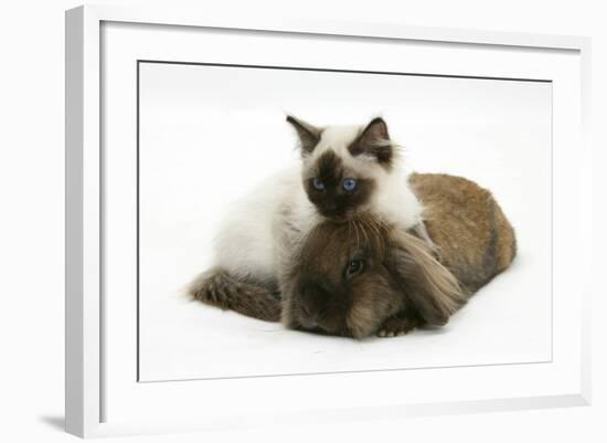 Ragdoll Kitten, 12 Weeks, with Lionhead Rabbit-Mark Taylor-Framed Photographic Print