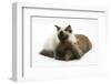 Ragdoll Kitten, 12 Weeks, with Lionhead Rabbit-Mark Taylor-Framed Photographic Print