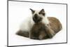 Ragdoll Kitten, 12 Weeks, with Lionhead Rabbit-Mark Taylor-Mounted Photographic Print