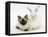 Ragdoll Kitten, 12 Weeks, with White Rabbit-Mark Taylor-Framed Stretched Canvas