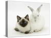 Ragdoll Kitten, 12 Weeks, with White Rabbit-Mark Taylor-Stretched Canvas
