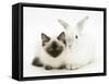 Ragdoll Kitten, 12 Weeks, with White Rabbit-Mark Taylor-Framed Stretched Canvas