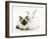 Ragdoll Kitten, 12 Weeks, with White Rabbit-Mark Taylor-Framed Photographic Print