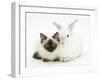 Ragdoll Kitten, 12 Weeks, with White Rabbit-Mark Taylor-Framed Photographic Print