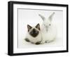 Ragdoll Kitten, 12 Weeks, with White Rabbit-Mark Taylor-Framed Photographic Print