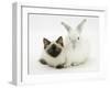 Ragdoll Kitten, 12 Weeks, with White Rabbit-Mark Taylor-Framed Photographic Print