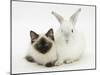 Ragdoll Kitten, 12 Weeks, with White Rabbit-Mark Taylor-Mounted Photographic Print