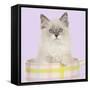 Ragdoll Kitten Sitting in Tea Cup-null-Framed Stretched Canvas