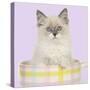 Ragdoll Kitten Sitting in Tea Cup-null-Stretched Canvas