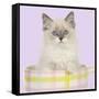 Ragdoll Kitten Sitting in Tea Cup-null-Framed Stretched Canvas