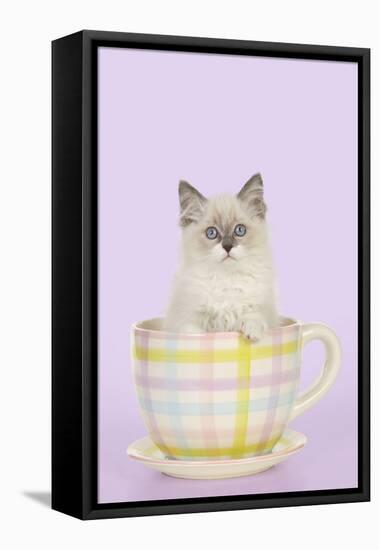 Ragdoll Kitten Sitting in Tea Cup-null-Framed Stretched Canvas