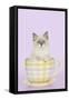 Ragdoll Kitten Sitting in Tea Cup-null-Framed Stretched Canvas
