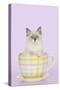 Ragdoll Kitten Sitting in Tea Cup-null-Stretched Canvas
