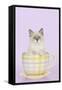 Ragdoll Kitten Sitting in Tea Cup-null-Framed Stretched Canvas