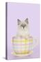 Ragdoll Kitten Sitting in Tea Cup-null-Stretched Canvas