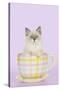 Ragdoll Kitten Sitting in Tea Cup-null-Stretched Canvas