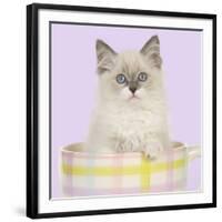 Ragdoll Kitten Sitting in Tea Cup-null-Framed Photographic Print