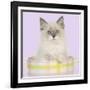 Ragdoll Kitten Sitting in Tea Cup-null-Framed Photographic Print