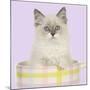 Ragdoll Kitten Sitting in Tea Cup-null-Mounted Photographic Print