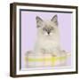 Ragdoll Kitten Sitting in Tea Cup-null-Framed Photographic Print