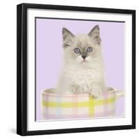 Ragdoll Kitten Sitting in Tea Cup-null-Framed Photographic Print