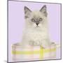 Ragdoll Kitten Sitting in Tea Cup-null-Mounted Photographic Print