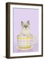 Ragdoll Kitten Sitting in Tea Cup-null-Framed Photographic Print