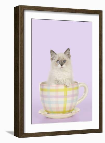 Ragdoll Kitten Sitting in Tea Cup-null-Framed Photographic Print