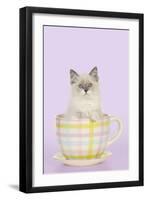 Ragdoll Kitten Sitting in Tea Cup-null-Framed Photographic Print