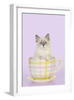 Ragdoll Kitten Sitting in Tea Cup-null-Framed Photographic Print