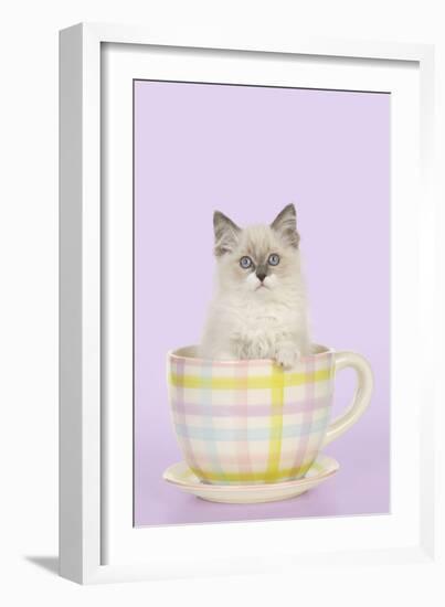 Ragdoll Kitten Sitting in Tea Cup-null-Framed Photographic Print