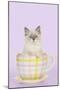 Ragdoll Kitten Sitting in Tea Cup-null-Mounted Photographic Print