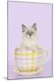 Ragdoll Kitten Sitting in Tea Cup-null-Mounted Photographic Print