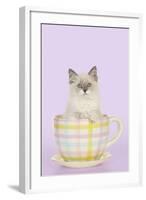 Ragdoll Kitten Sitting in Tea Cup-null-Framed Photographic Print