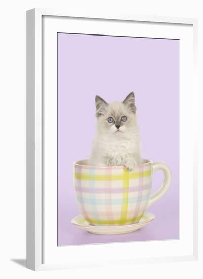 Ragdoll Kitten Sitting in Tea Cup-null-Framed Photographic Print